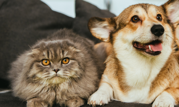 Why Pet Calorie Calculators Matter for Your Pet’s Health